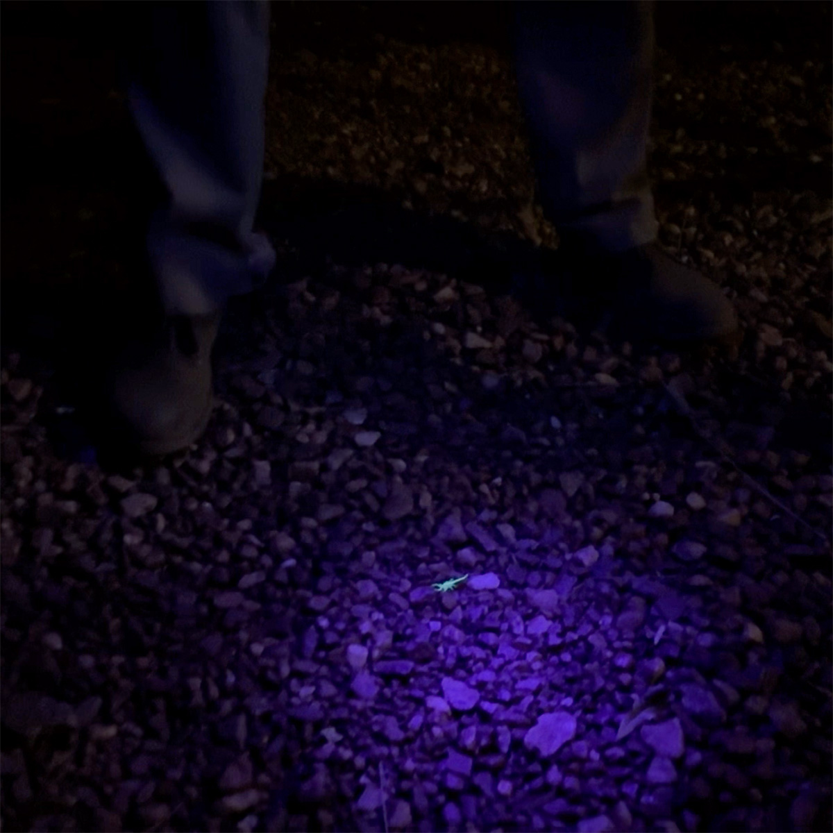 Fenix TK35R LED Taschenlampe