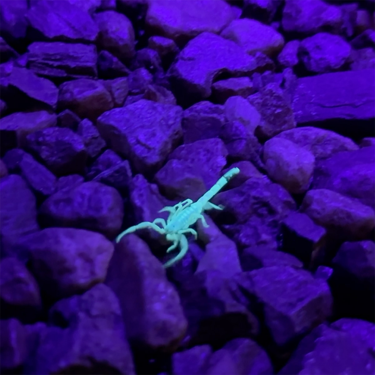 Fenix TK35R LED Taschenlampe